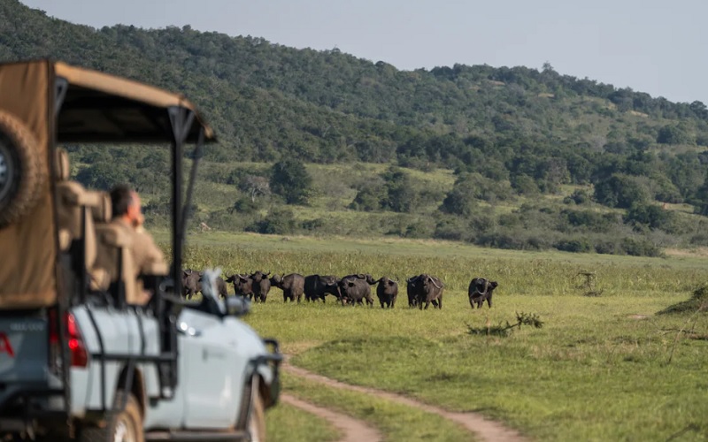7 Day Land of a Thousand Hills Rwanda Gorilla & Safari Tour